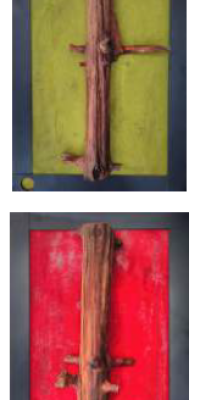 2021.04 "Larix Picta" - cm. 60 x 55