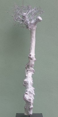 2026.02."Albero bianco del Re"