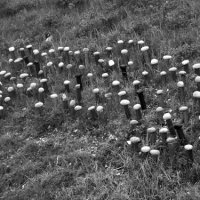 2008.08 "Ultimo alpeggio"